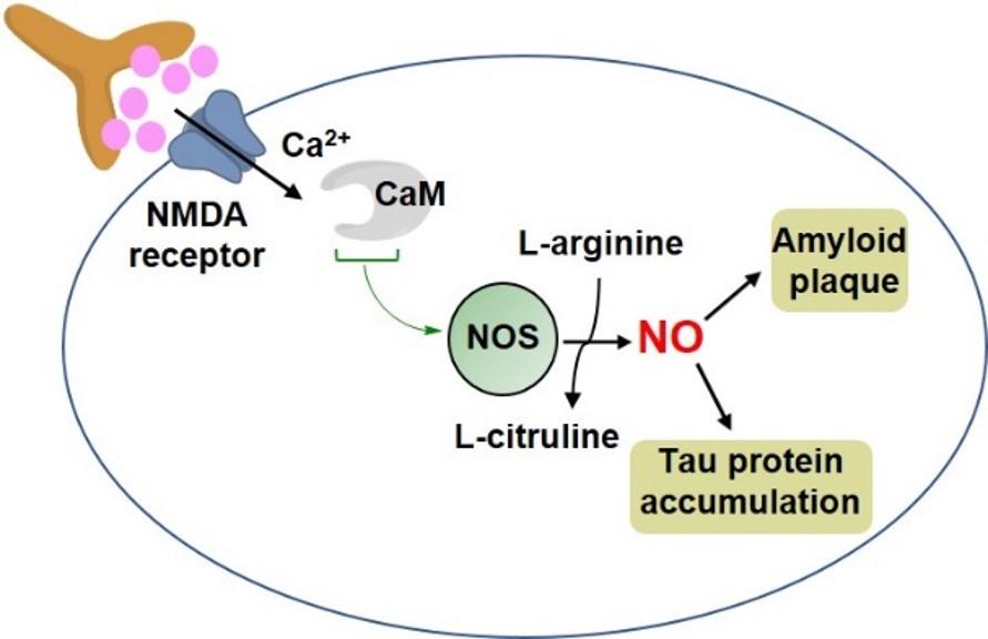 Figure 1. Metalloenzyme based neuronal communication pathway. Heme enzyme NOS synthesizes NO, overexpression of which results in tau protein and amyloid plaque – triggers for Alzheimer’s disease 